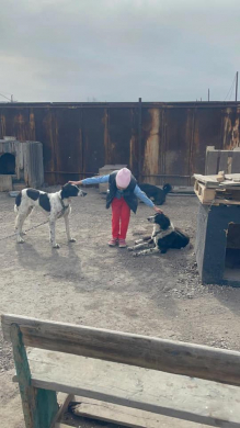 2 апреля 2021 года в рамках областного марафона “30 добрых дел”  воспитательным центром под руководством заместителя по ВР Мейрхановой М. Ж.  была организована поездка в приют для бездомных животных «ЧиП».