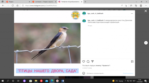 К международному дню птиц Данилова Златослава подготовила видео – презентацию на тему: «Птицы нашего двора, сада».