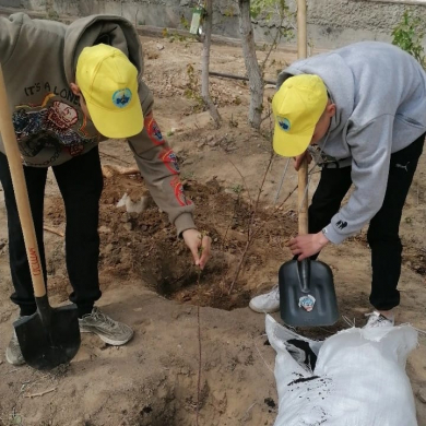 Посадка саженцев