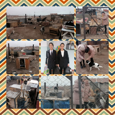 Акция помощь приюту 