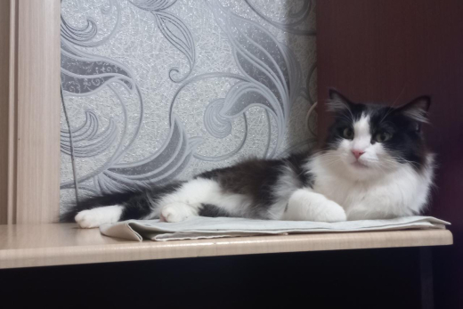 Эти милые забавные питомцы