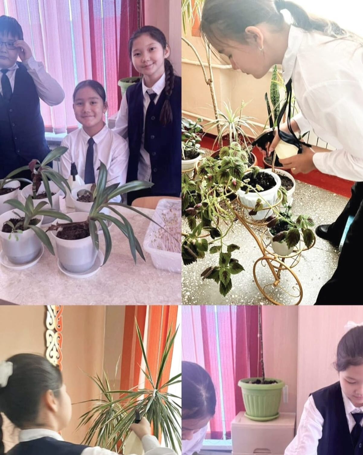 20.01.2026 г. учащиеся 6 «Б» классов на тему «Правильный уход за культурными цветами «не только приумножают красоту школы, но и формируют у учащихся любовь к природе.