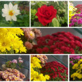 Yellow, red, blue, white, pink shades of flowers create a summer mood in the school greenhouse ...