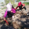 planting tomato seeds in the yard